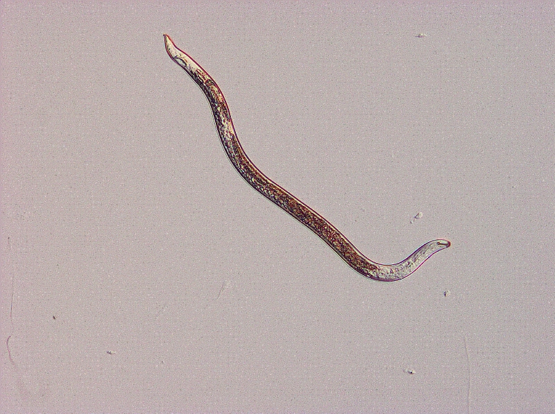 ミナミネグサレセンチュウの雄成虫